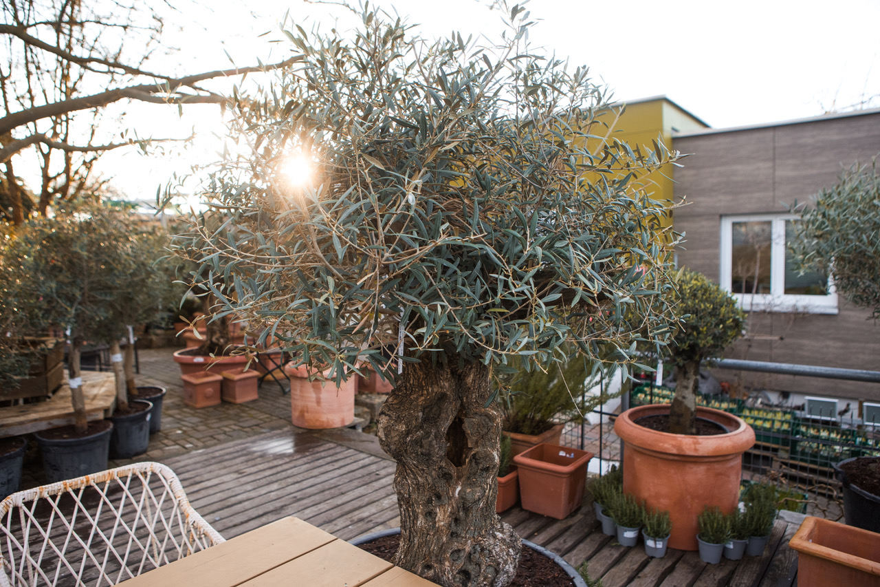 Mediterraner Abend in der Gärtnerei Hupp